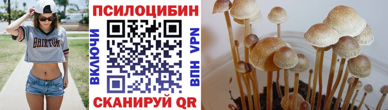 Псилоцибиновые грибы Psilocybe  Нахабино 